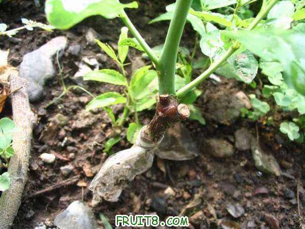 ������С IMG_0932.JPG