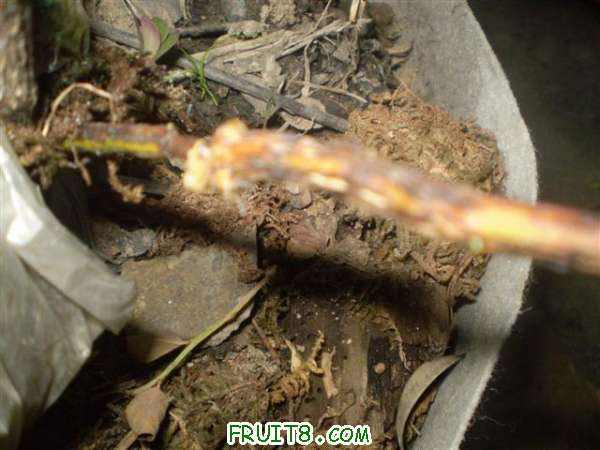 P8060017 (С��).JPG