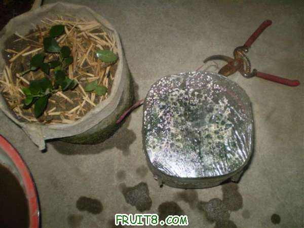 P8060020 (С��).JPG