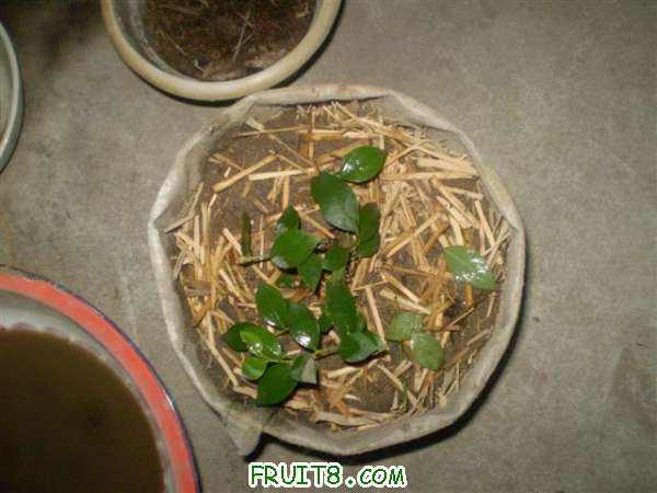 P8060019 (С��).JPG