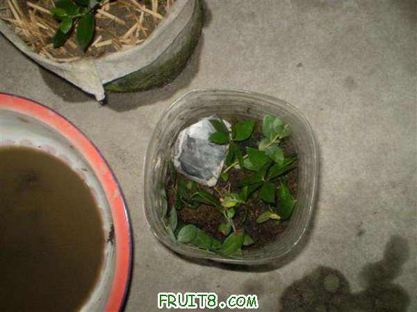 P8060018 (С��).JPG