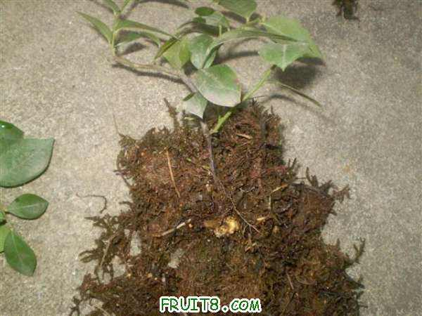 P8060014 (С��).JPG