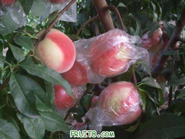 8��8�ղ�֪���� 004.jpg