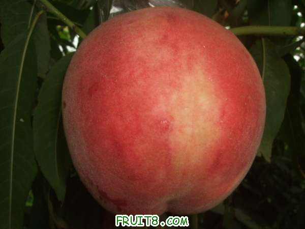 8��8�ղ�֪���� 001.jpg