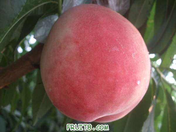 8��8�ղ�֪���� 002.jpg