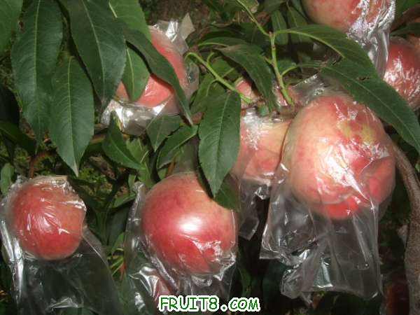 8��8�ղ�֪���� 009.jpg