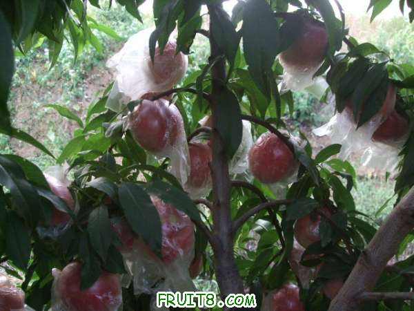 8��8�ղ�֪���� 007.jpg