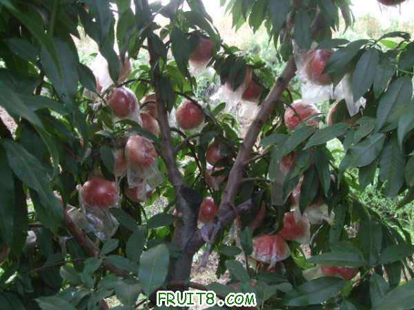 8��8�ղ�֪���� 010.jpg