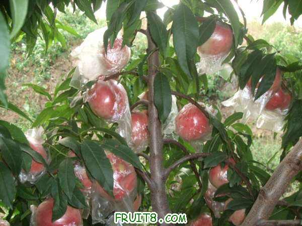 8��8�ղ�֪���� 008.jpg