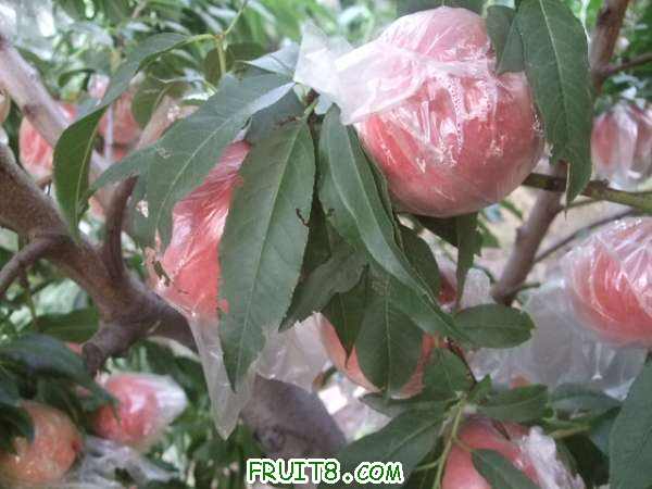 8��8�ղ�֪���� 005.jpg