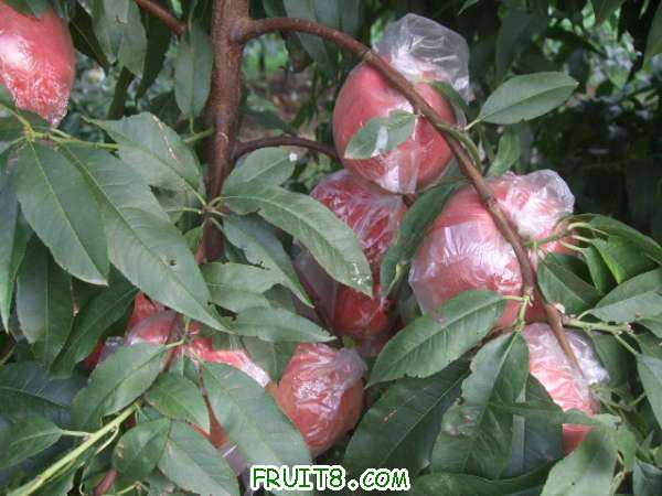 8��8�ղ�֪���� 006.jpg