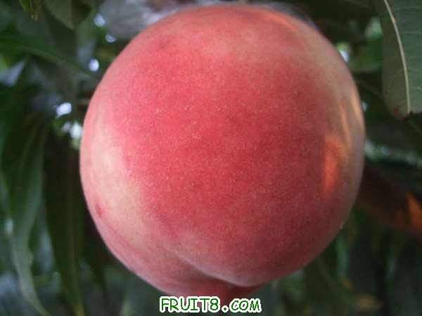 8��8�ղ�֪���� 003.jpg