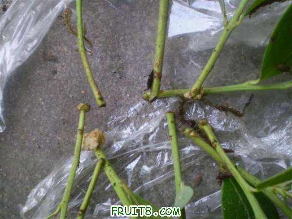 P8100032 (С��).JPG