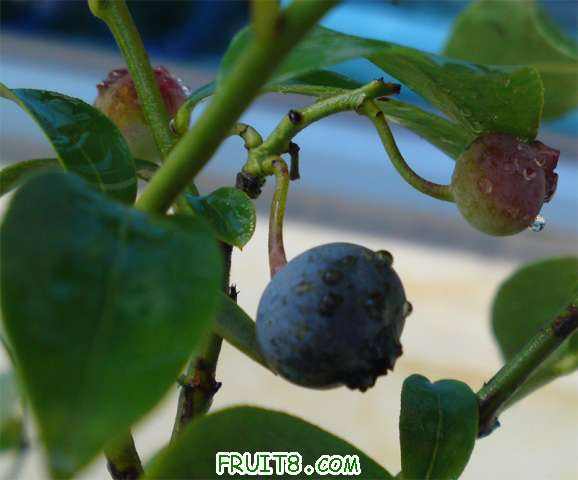 2��԰���Ĺ���������һ������ԭ��6����ժ��һ�룬�����������һ������
