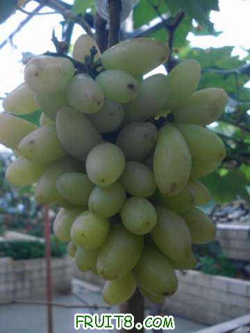 ����Ƚϴ�о���600������