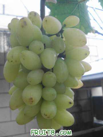 ��ɫ��츻ʿһ������