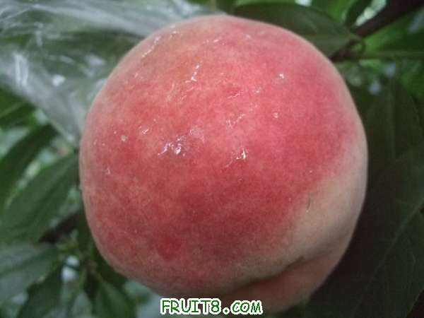 8��18����Ʒ����֮�Ρ���֪�� 004.jpg