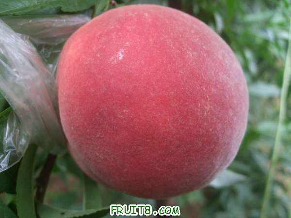 8��18����Ʒ����֮�Ρ���֪�� 001.jpg