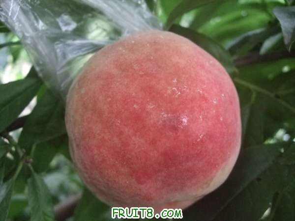 8��18����Ʒ����֮�Ρ���֪�� 003.jpg