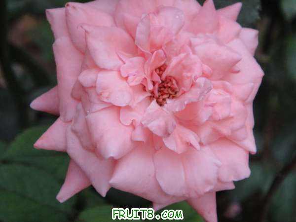 DSC00838.JPG