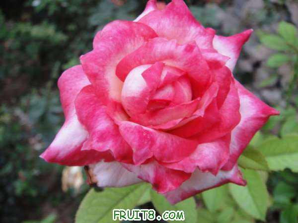 DSC00836.JPG