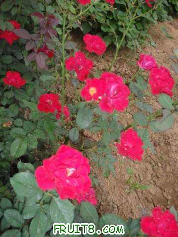 DSC00848.JPG