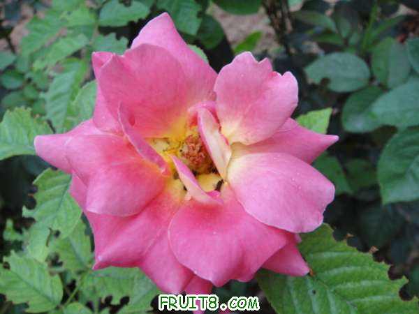DSC00850.JPG