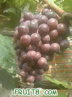 ��ȥ�����Ƿ�