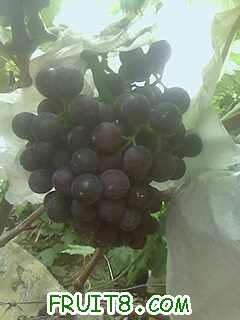 ��ɫ�������