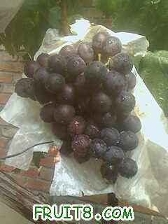 ��ѡһ������