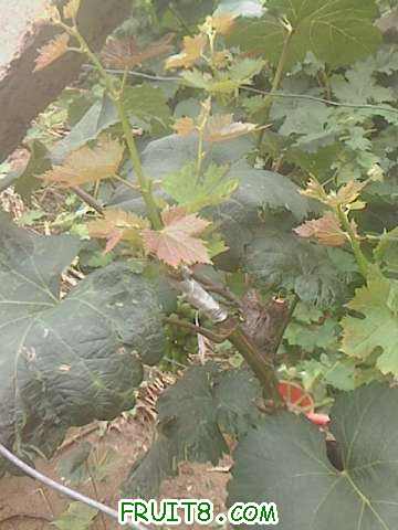 �����߽Ӻ�ɫ�������