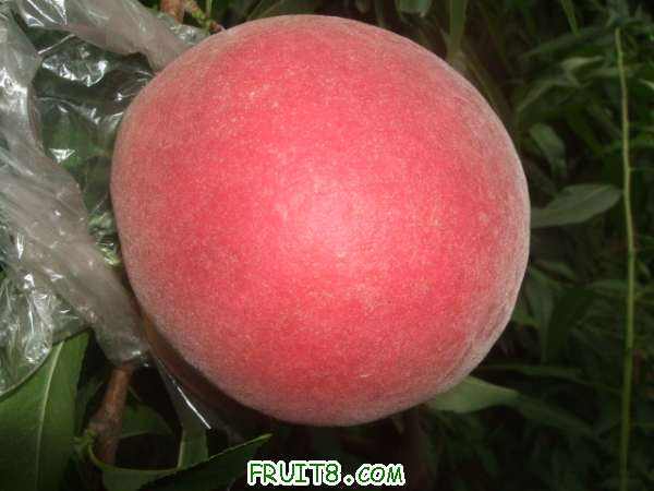 ֪ͨ�鼰8��22����֮�� 004.jpg