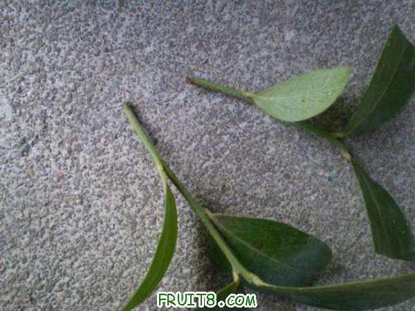 P8240007 (С��).JPG