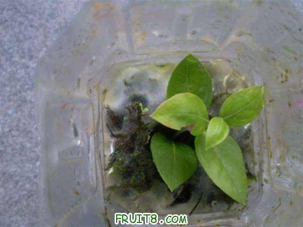 P8240009 (С��).JPG