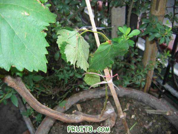 IMG_2716.jpg