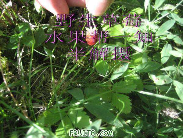 IMG_003666.jpg
