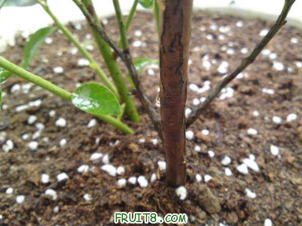 201008285581.jpg