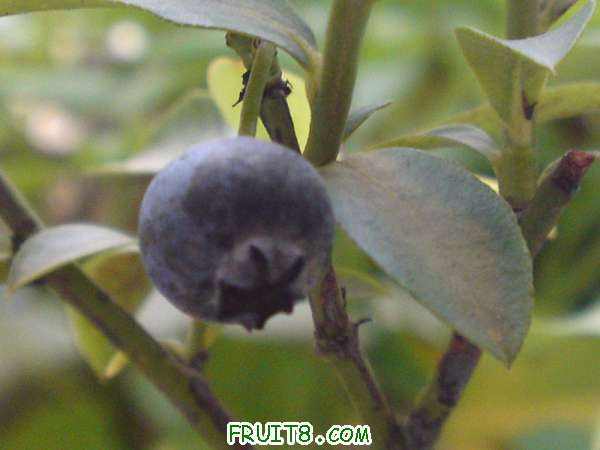 ���һ����ݮ�������ϡ�����