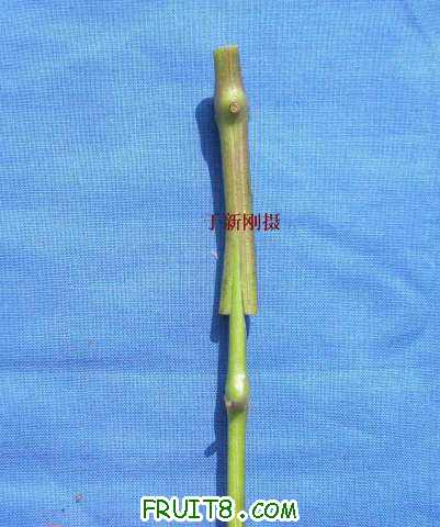 0Ѱ-1.jpg