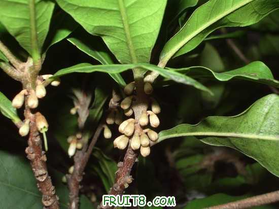 神秘果快开花了