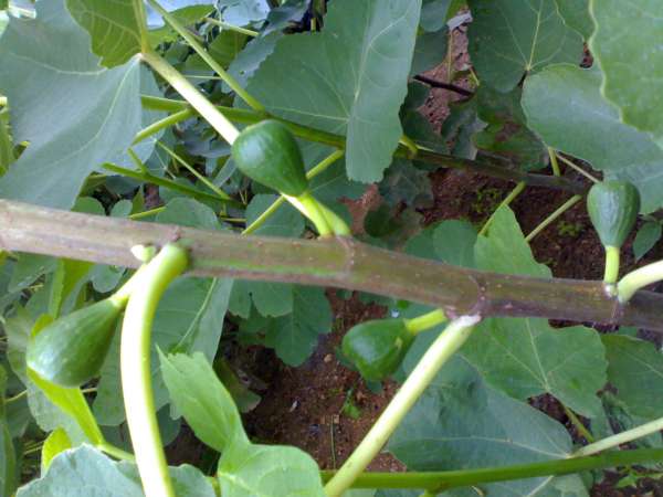 20100904624.jpg