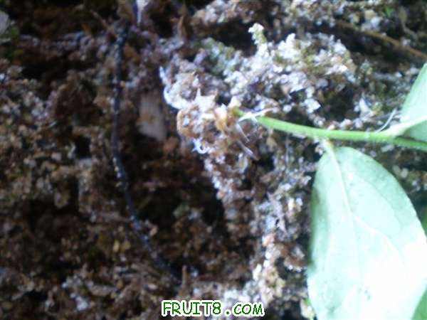 P9060009 (С��).JPG