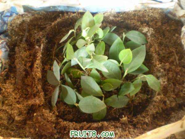 P9060003 (С��).JPG