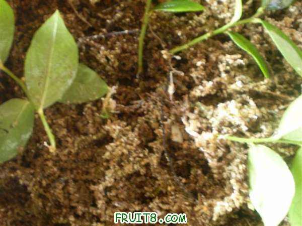 P9060006 (С��).JPG