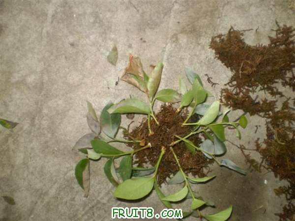 P9060011 (С��).JPG