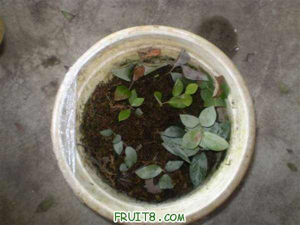 P9060010 (С��).JPG