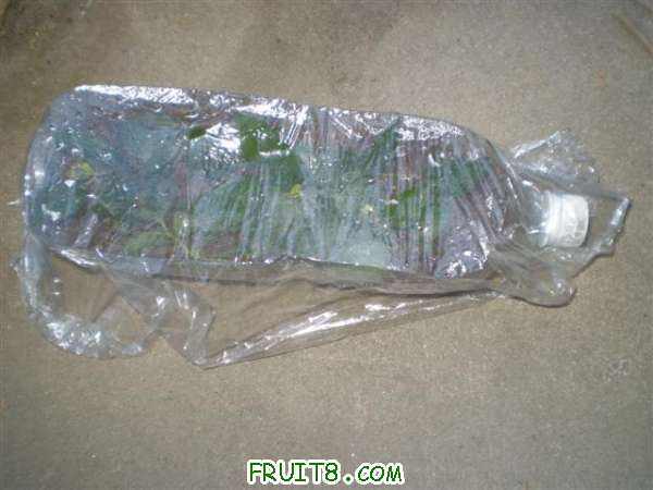 P9070001 (С��).JPG