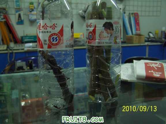 100_0153ʪ.JPG