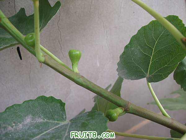 Ƭ 016.jpg