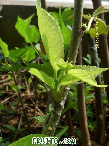 ������С SI858426.JPG